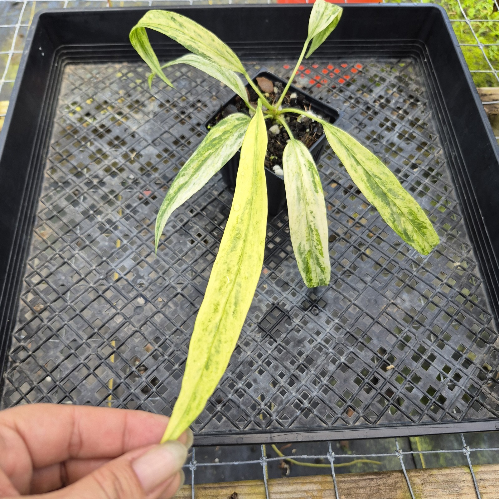 Anthurium Vittarifolium , Exact Plant Variegated Ships Nationwide