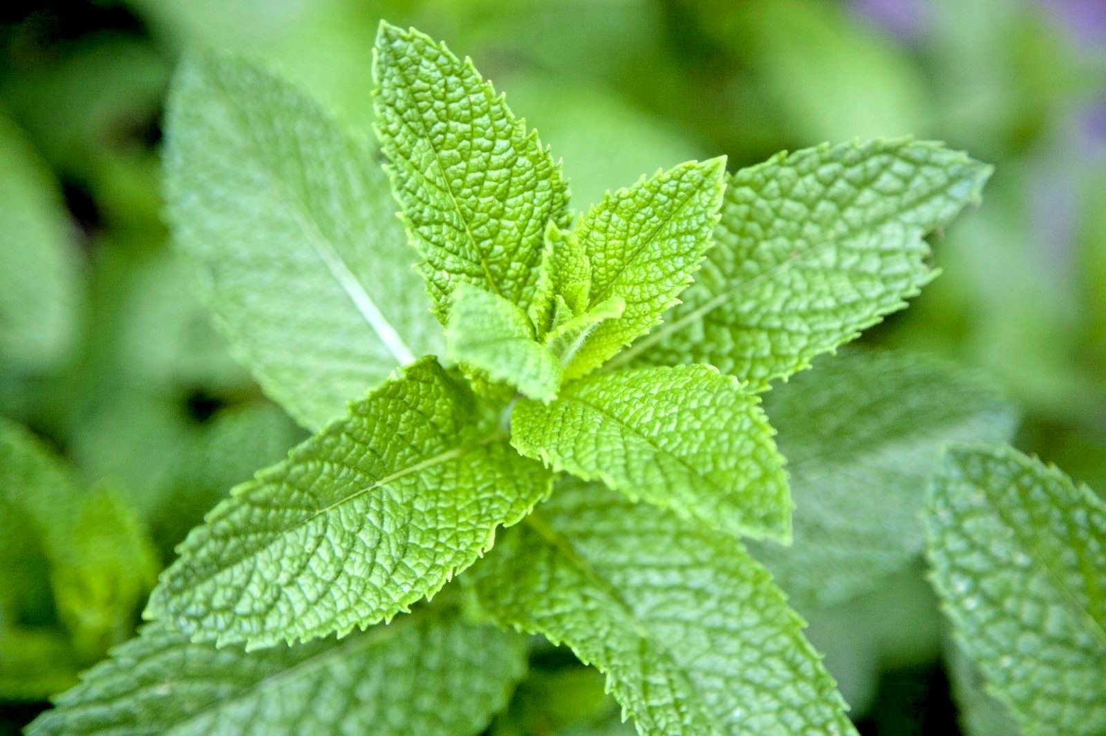 300+PEPPERMINT Seeds Teas Culinary Medicinal Organic Container Shade Garden Herb