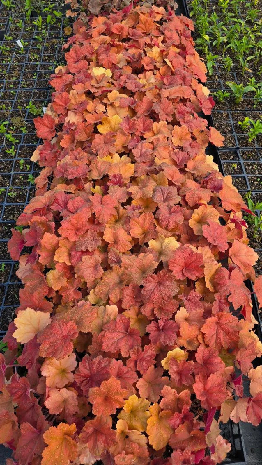 2 Southern Comfort Heuchera, in 3.5 inch containers-USA plants & company
