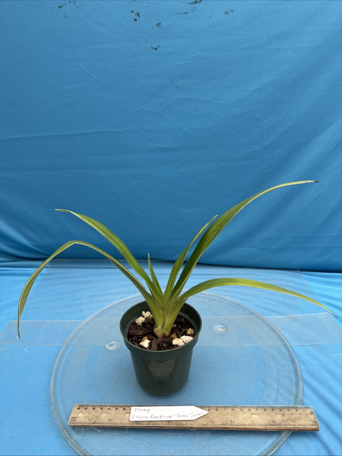 Phragmipedium Eugene Banzinger ‘Pangui Sunset’ Red Pink Orchid Hybrid 4” RePot