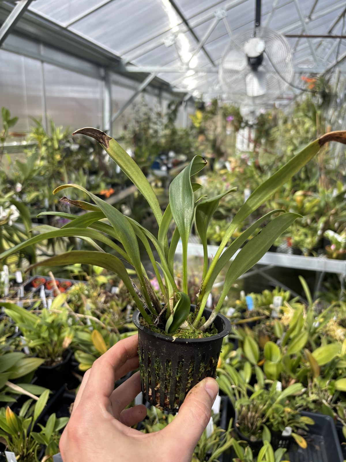 Masdevallia corniculata rare orchid species bloom size in SPIKE