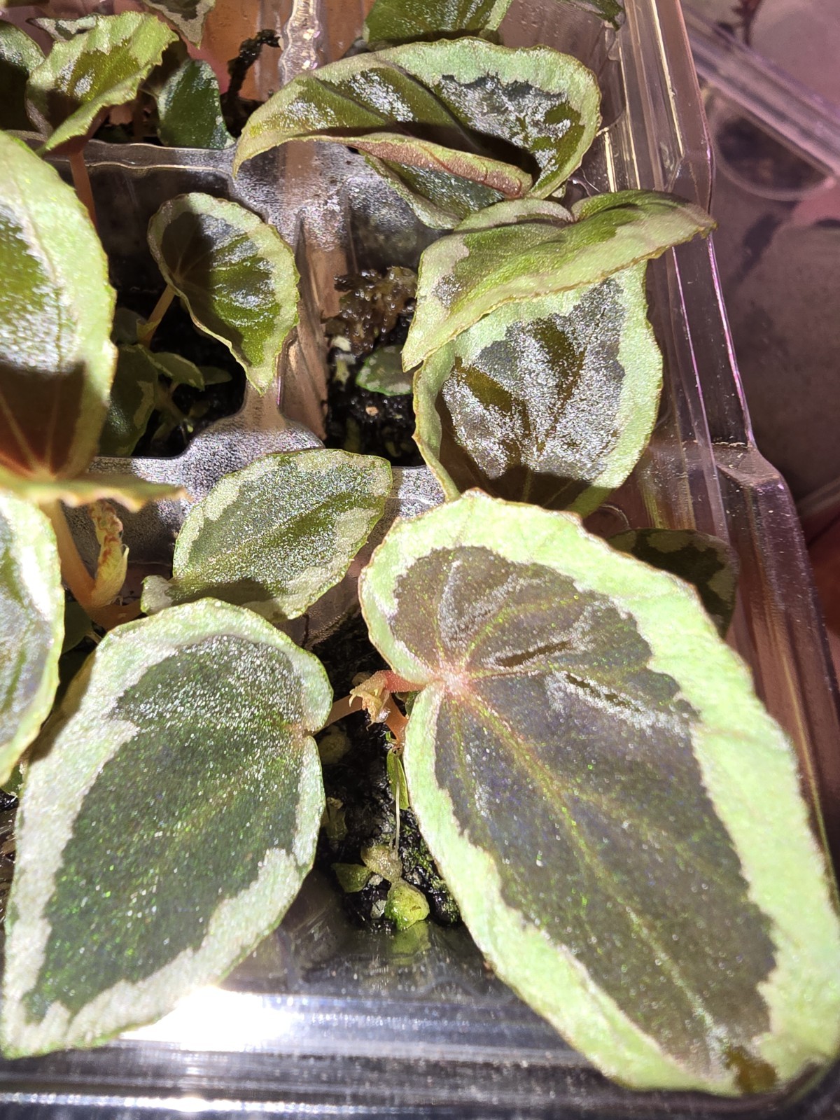Begonia Baramensis Live Starter Plant. Rare Tropical Terrarium