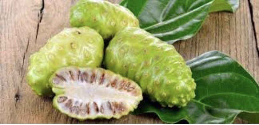 Noni, Morinda Citrifolia – 50 Seeds 2024 – USA