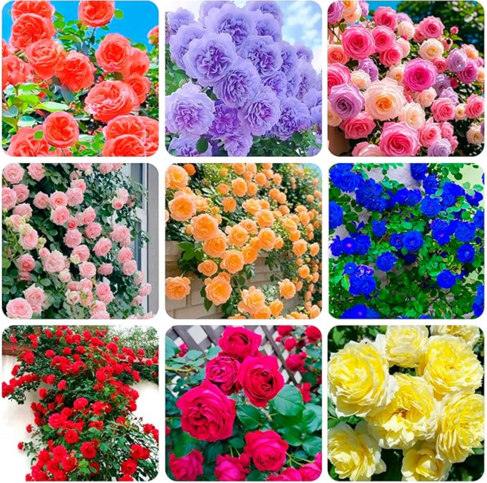 Mixed Climbing Rose Rosa Seeds for Planting Outdoors -Heirloom Garden Vine Home