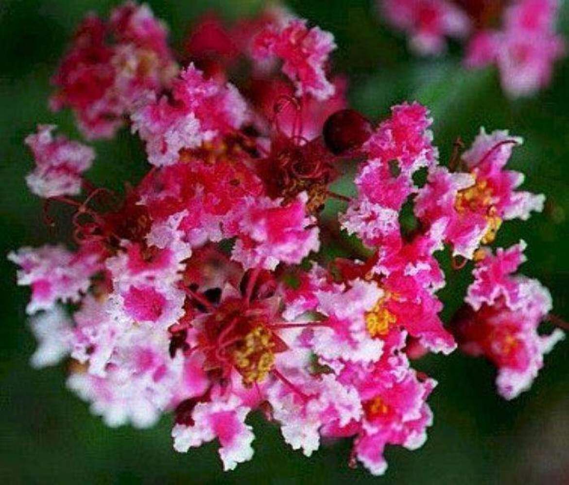 Queens Lace Crape Myrtle: Rare Beauty and Striking Red & White Colors on Each Fl