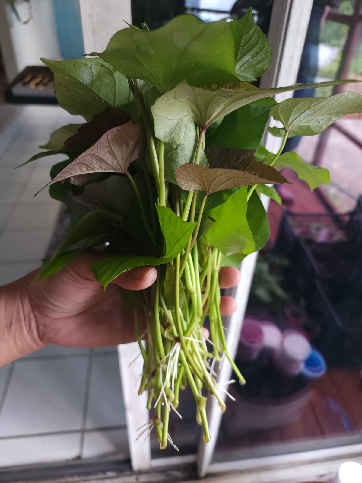10 Beauregard Sweet Potato Slips Organic Orange Flesh Variety – Khoai Lang