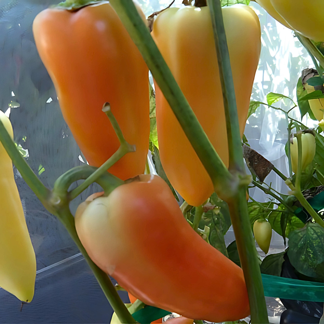 Fresh Paprika Pepper Seeds | Organic | Heirloom Non-GMO | Vegetable Seeds