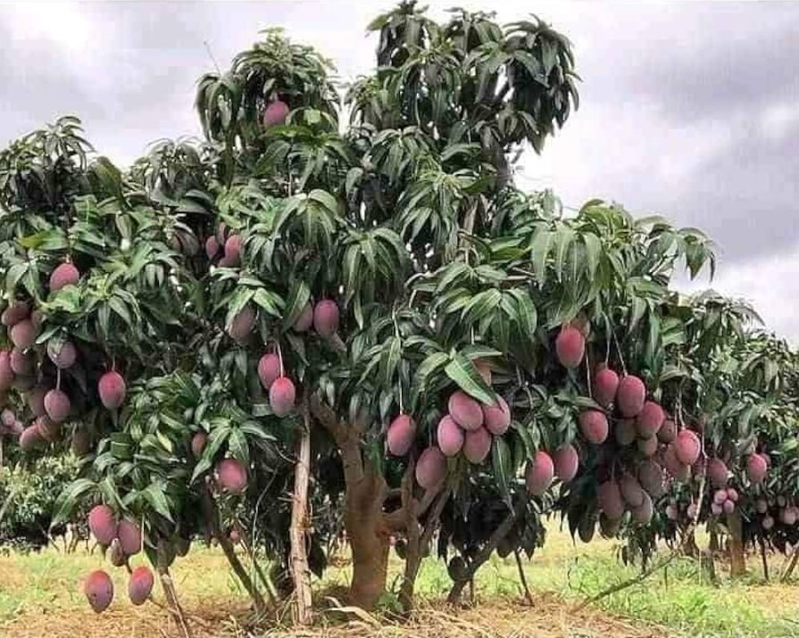 Irwin Dwarf Mango Starter Live Plant – 10-14″ Tall – Red Mango Tropical Fruit