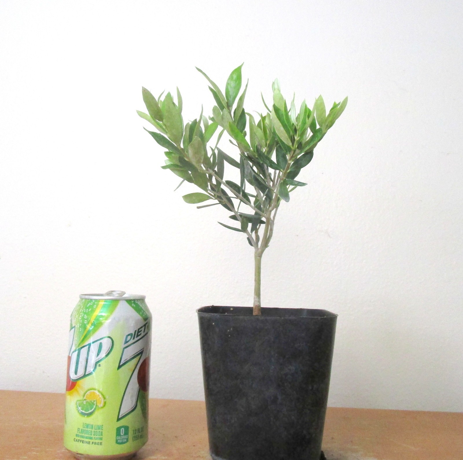 Dwarf European Olive for mame shohin bonsai tree multiple listing free shipping