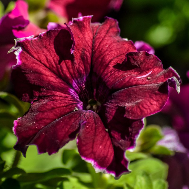 Petunia Seeds Flowers Perennial Flowers Seed Annual US SELLER 175 Seeds Garden