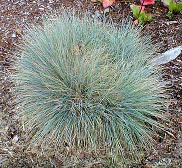 Ornamental Grass Seed – Fescue Elijah Blue Seeds