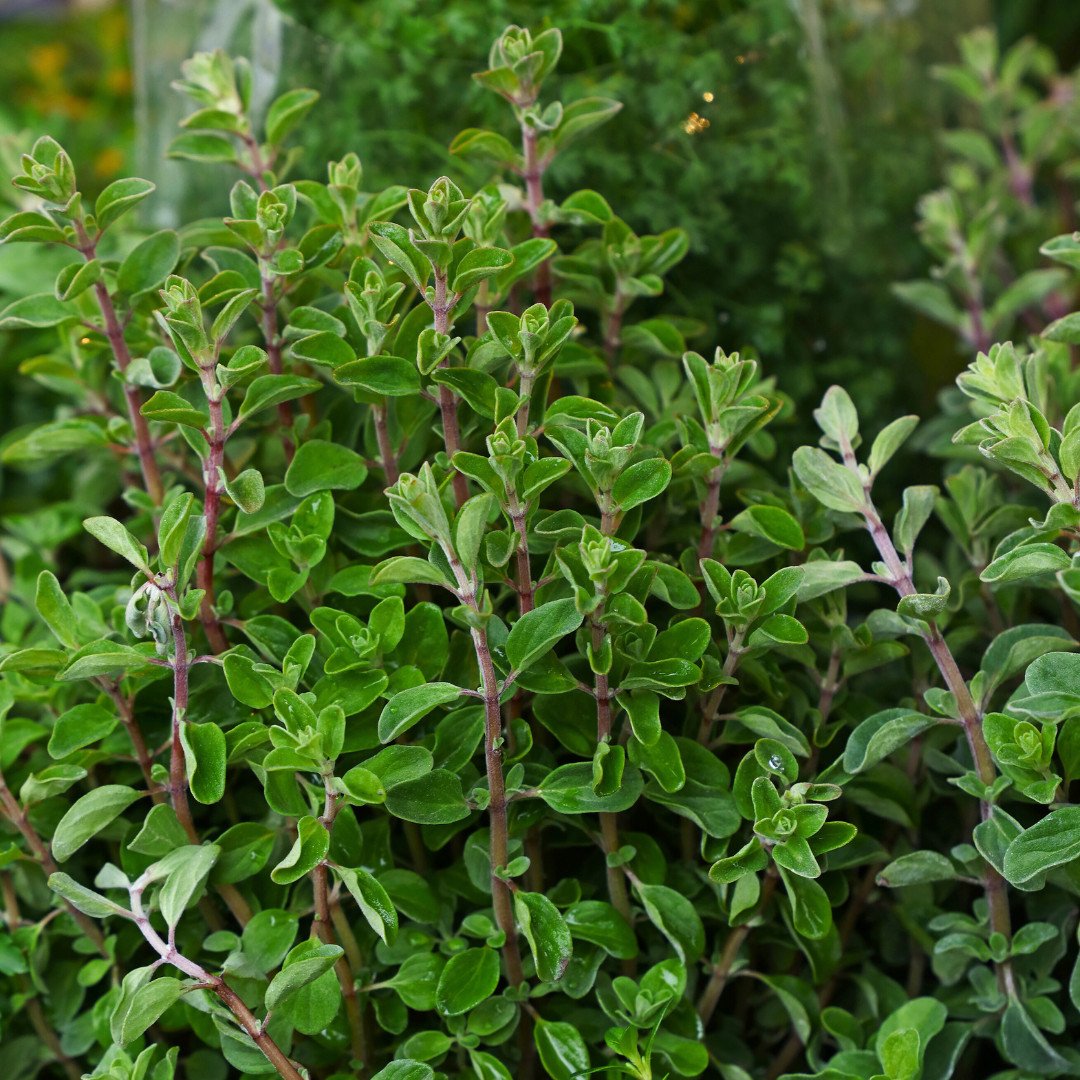 Fresh Sweet Marjoram Seeds | Cooking | Gardening | Heirloom Non-GMO | Herb Seeds