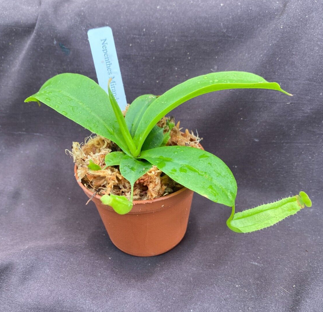 Nepenthes Miranda, Pitcher Plant. Rooted Carnivorous Plant Shipped in 2.5″ Pot