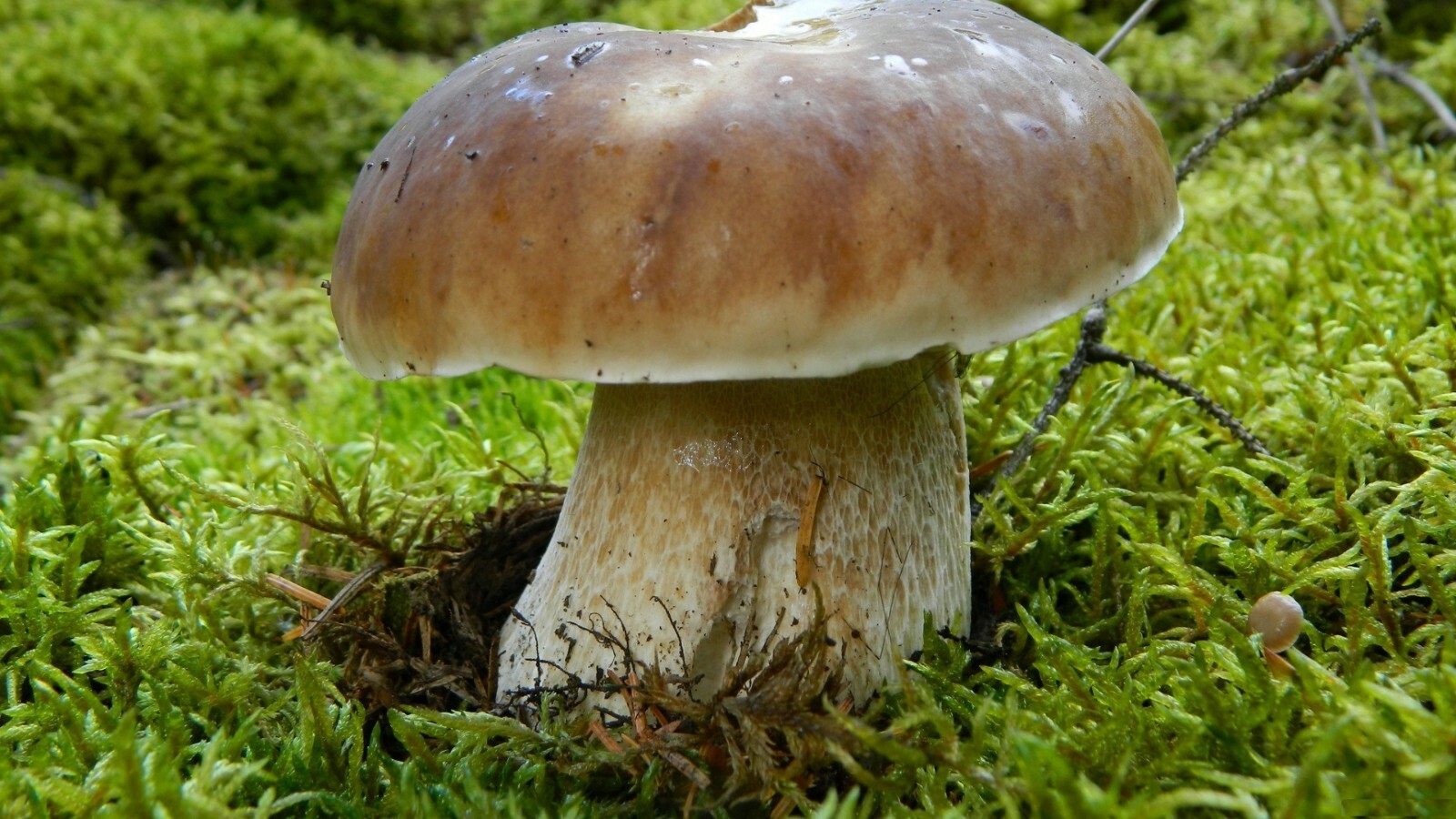 Seeds Porcini Mushroom Boletus White Mycelium Spawn Spores Organic Ukraine