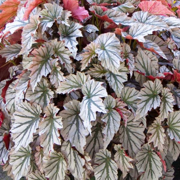 Angel Wing Begonia Assorted Starter Plant Bundle Live House Plants