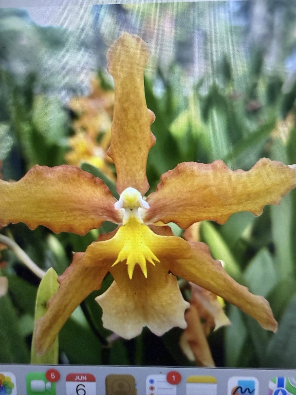 ORCHID Plants 10 Onciduim bulbs $2. each 10 minimum not marked br