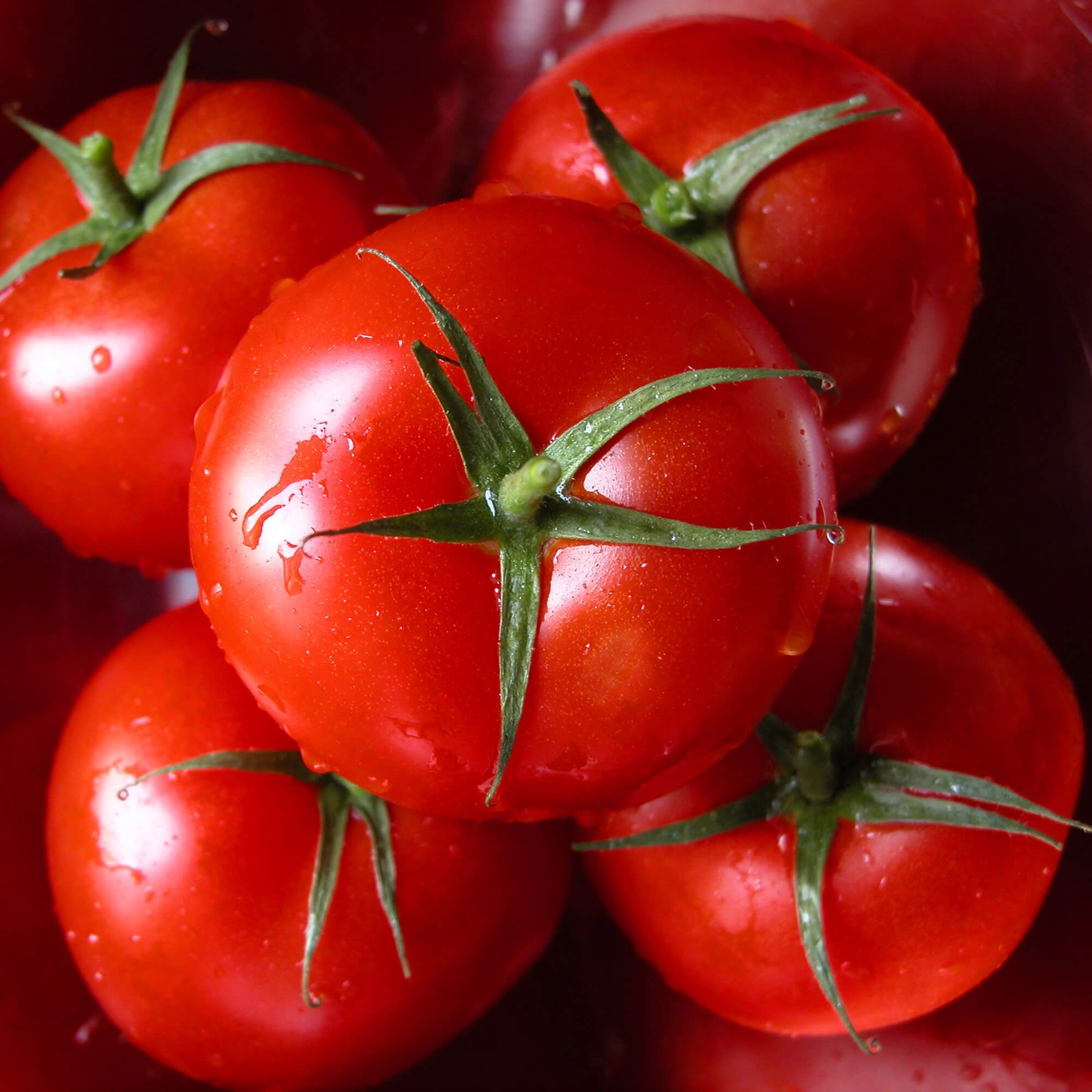 Jet Star F1 Hybrid Tomato Seeds | Indeterminate | Non-GMO | Free Shipping | 1304