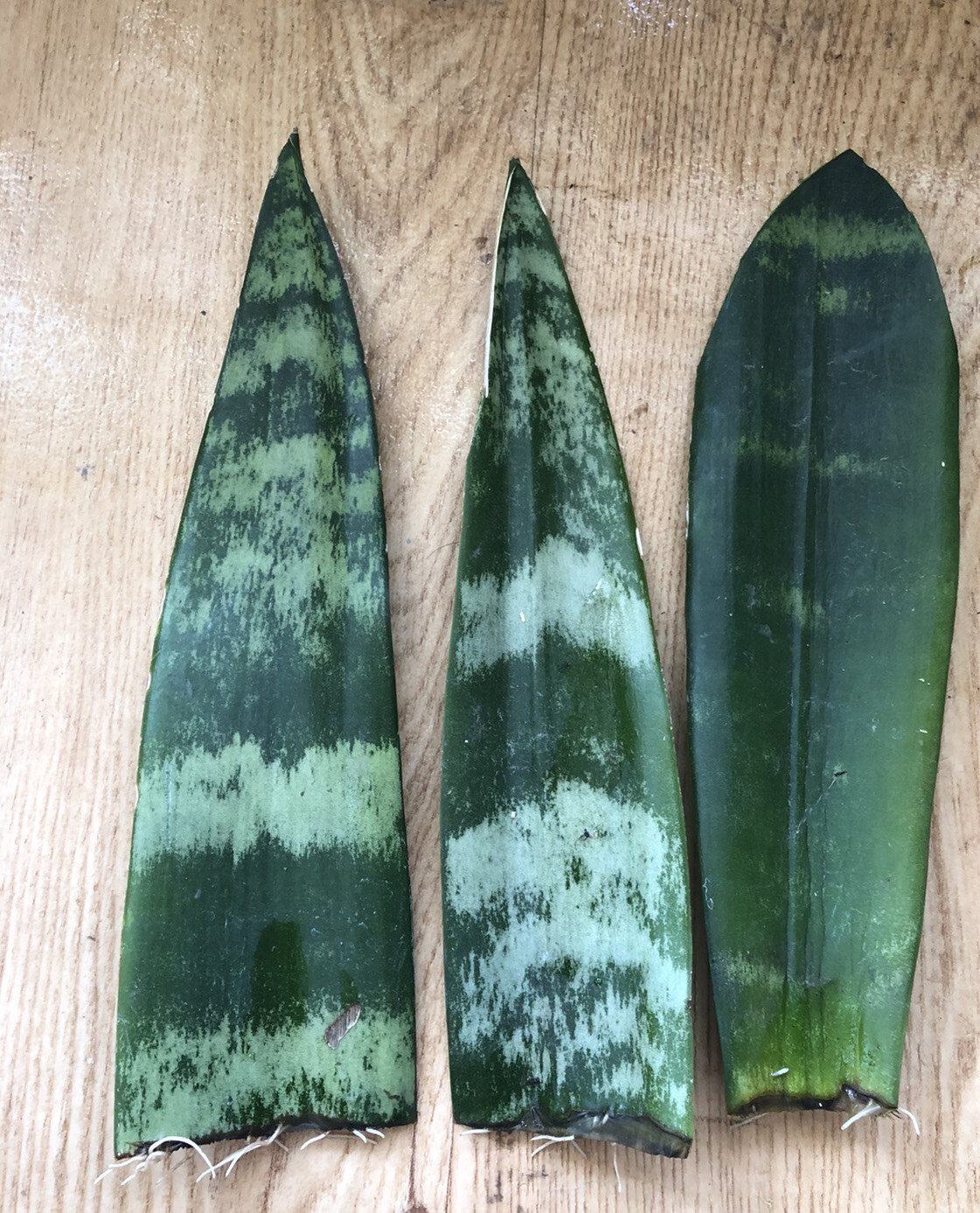 3 Snake Plant Cutting With Roots Mother-In-Law’s Tongue Sanseveria Live Plant