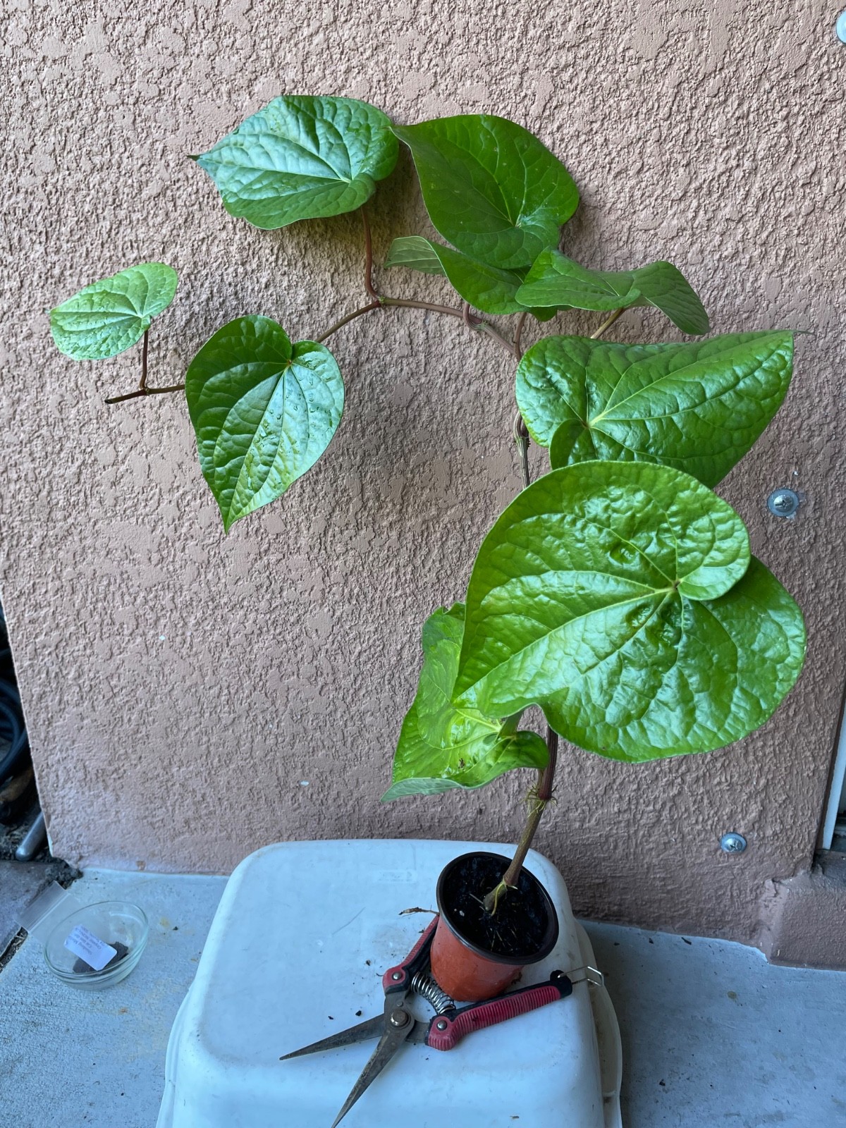 Paan Piper Betel Betle Plant Herb Vine Spice Medicinal Uses. Trầu Không