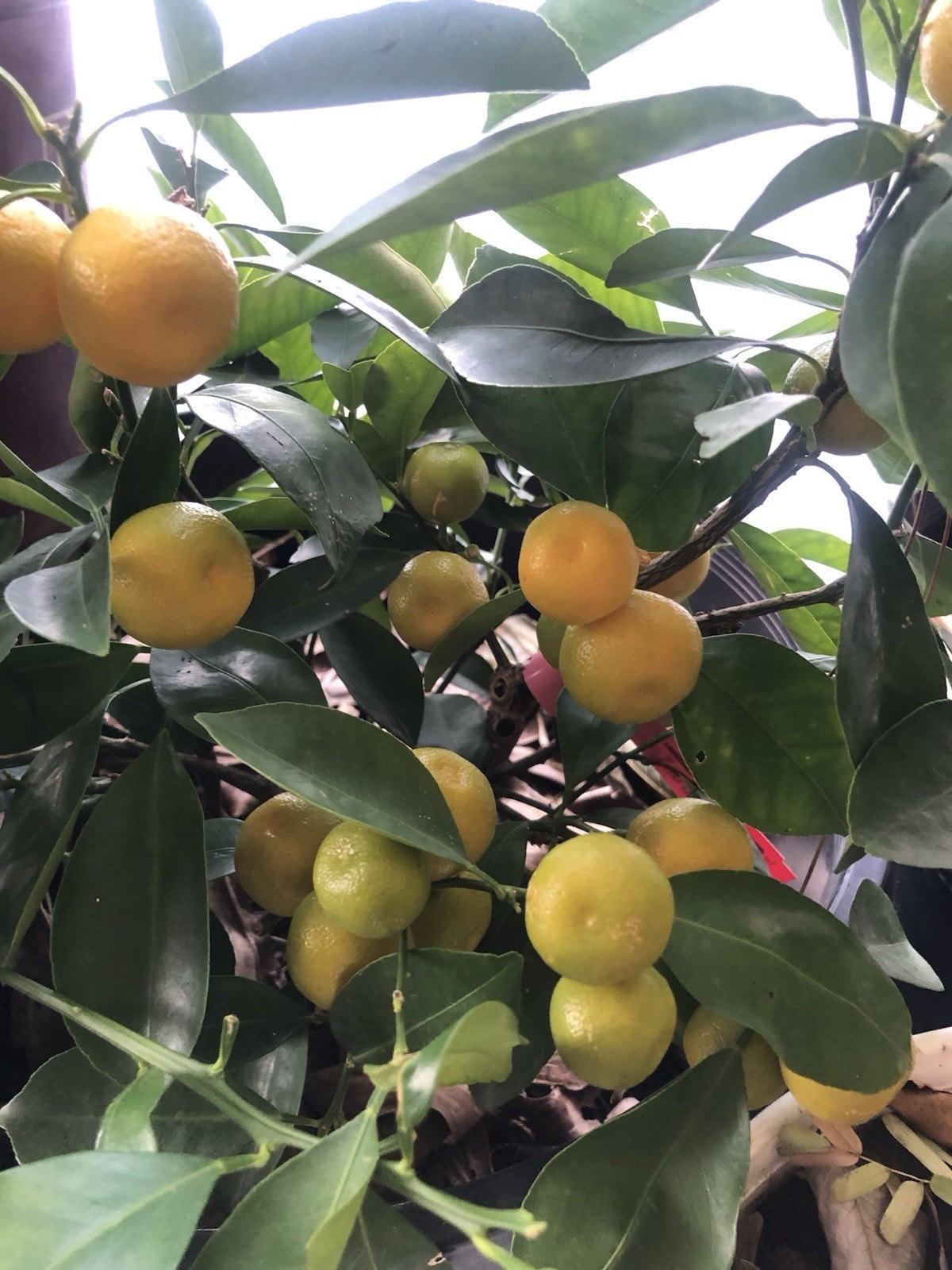 Calamondin/Calamansi seedling 14” (Citrofortunella Microcarpa) No Ship Ca