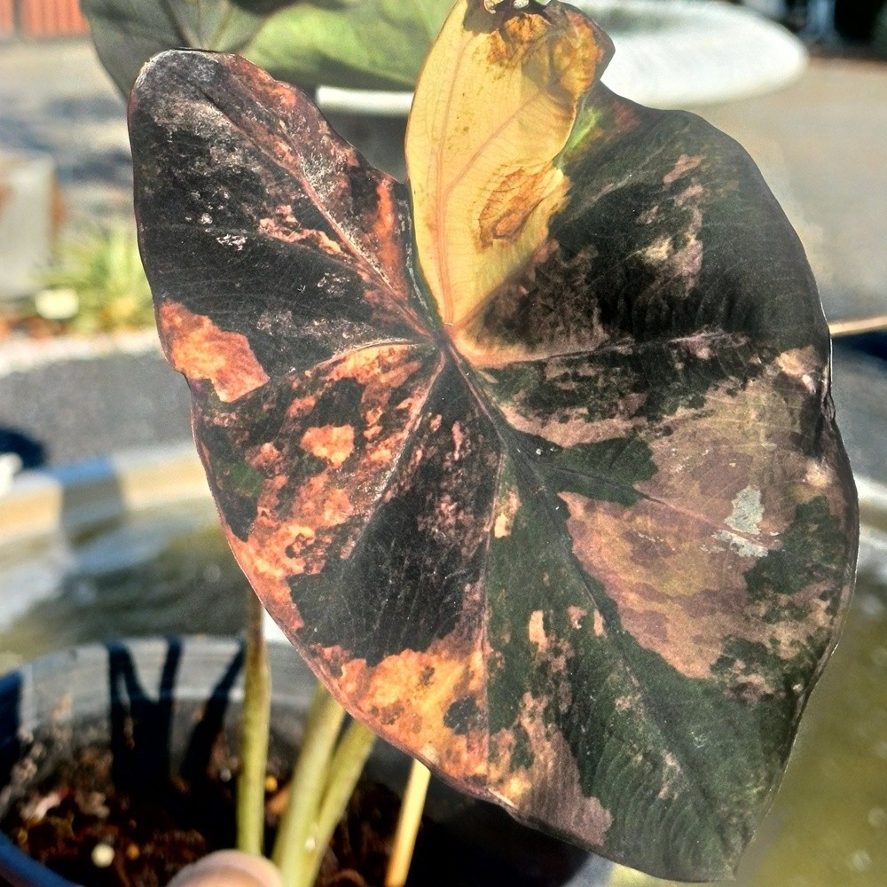 Colocasia Variegated Bulb Elephant Ear Episode One Tuber New Hybrid RARE