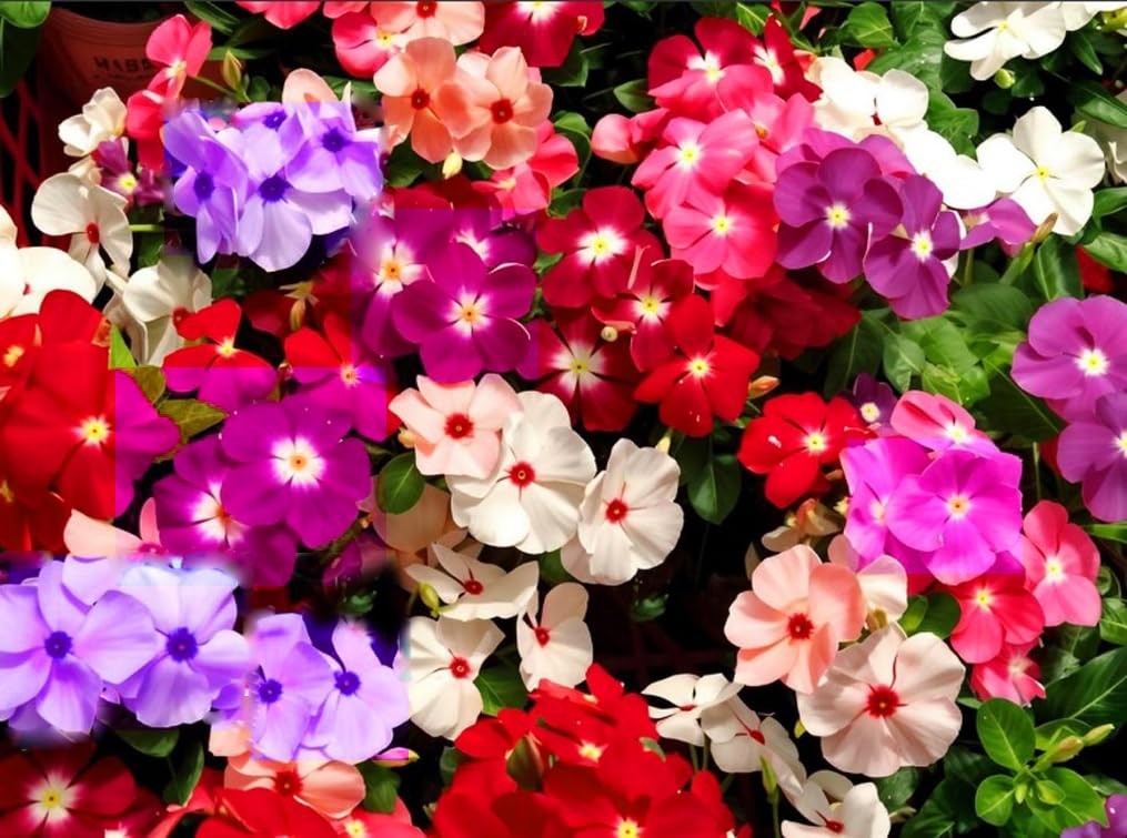 100PCS Mixed Vinca Minor Seeds Periwinkle Home Garden Seeds Heirloom Flower