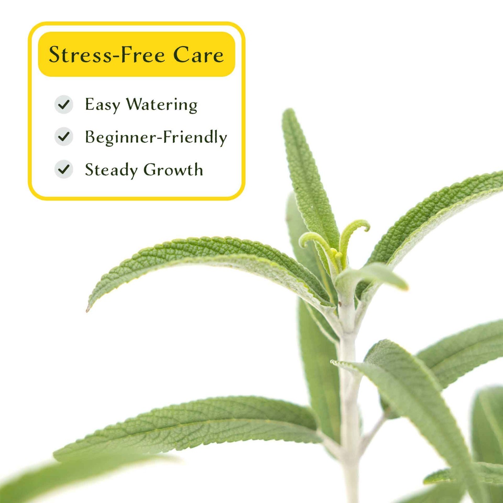 2 Santa Barbara Mexican Sage Plants in 3.5″ Cubes, Live Aromatic Shrub (Salvia)