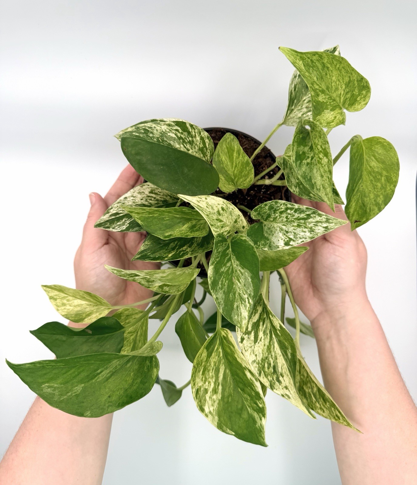 Variegated Marble Queen Pothos Epipremnum w/ decorative 6” black Pot with tray