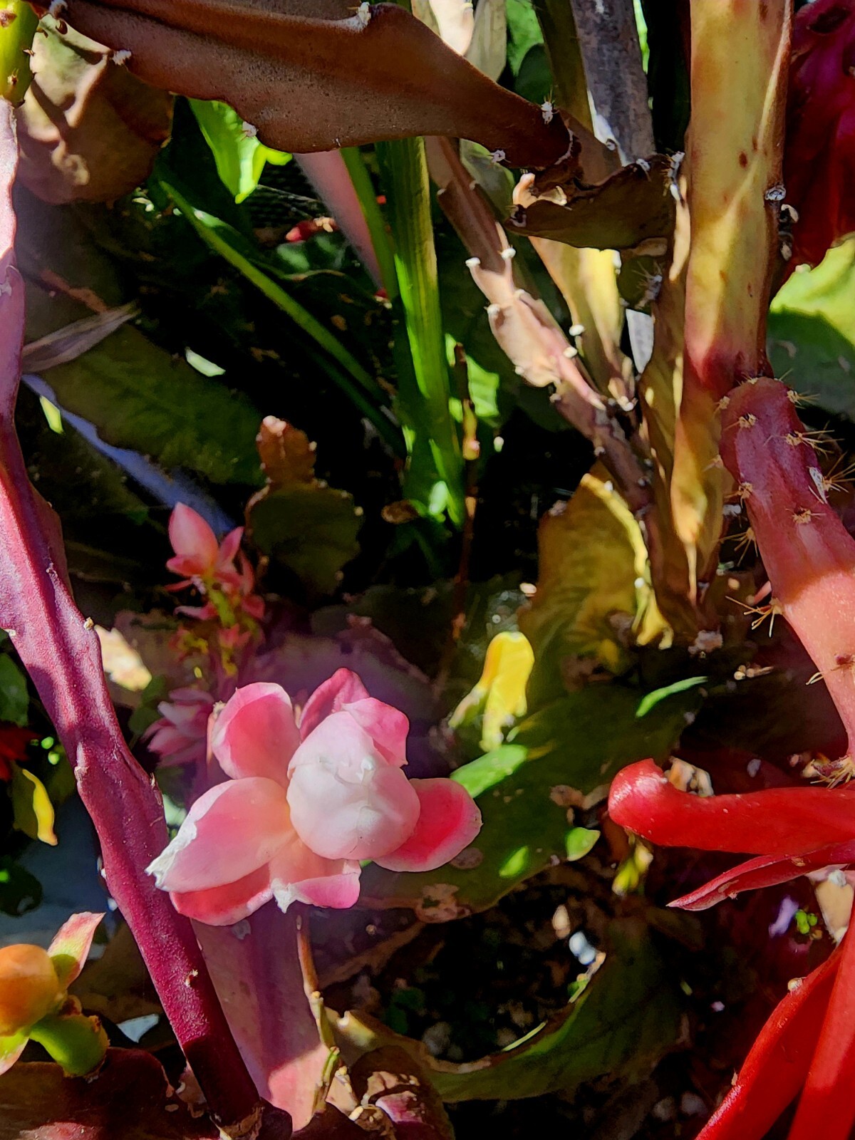 Epiphyllum Oxypetallum (Queen of the Night) Pink, red or yellow Color 6-15″