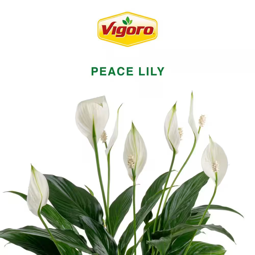 Peace Lily Indoor Plant in 6 In. White Decor Planter, Avg Shipping Height 1-2 Ft