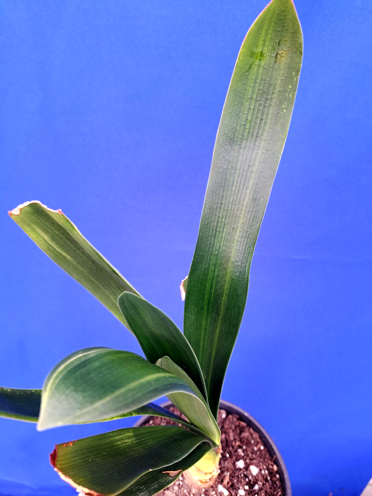Clivia Variegated Plant Orange Flowers