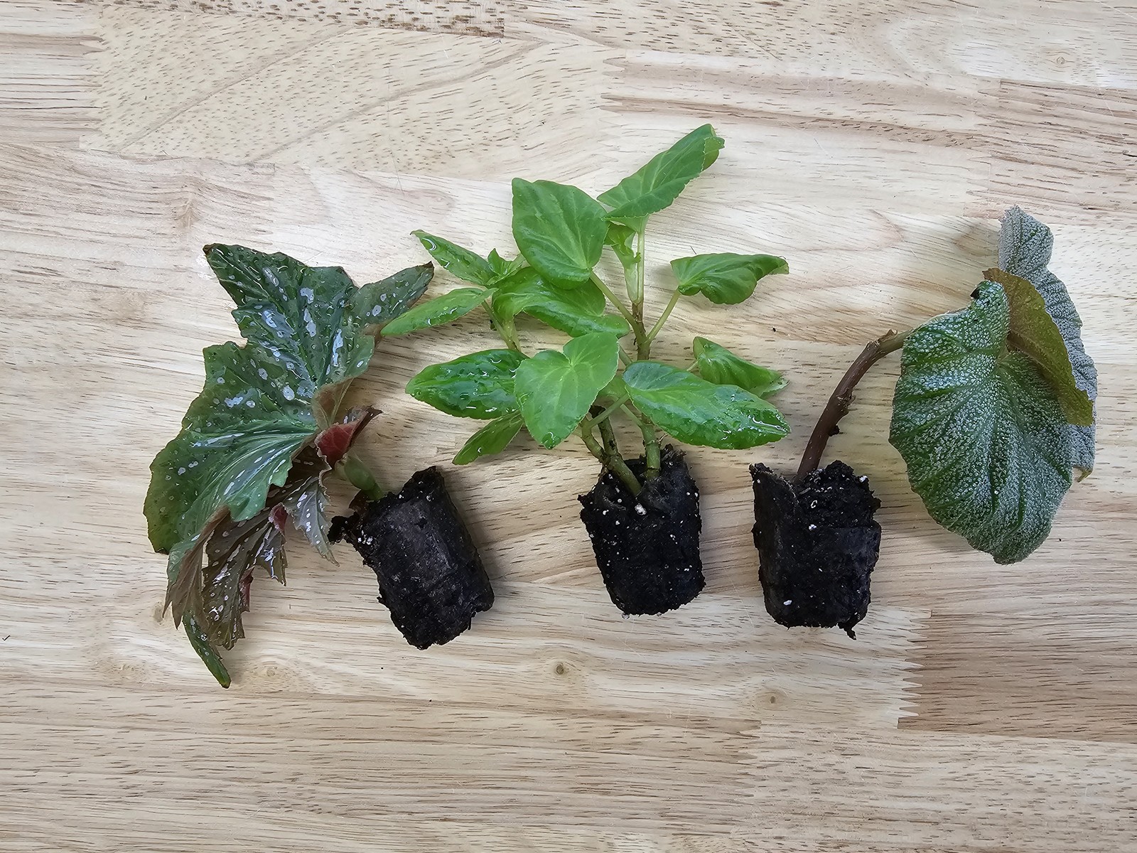 Angel Wing Begonia Assorted Starter Plant Bundle Live House Plants