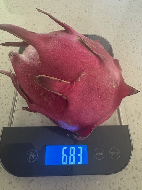 DRAGON FRUIT (Dark Red Flesh) 7 – 10 INCHS CUTTING (2) PIECES