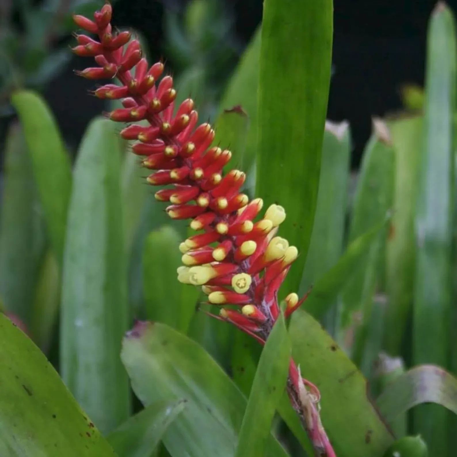 BUY 4 SAVE 15% BROMELIAD Aechmea KERTESZIAE Yellow Orange Matchstick Offset