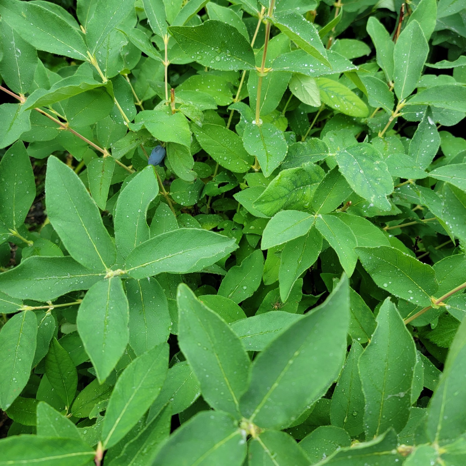 Honeyberry Cuttings(12 Fresh Cuttings) 2 Varieties Sent For Polllination(labeled