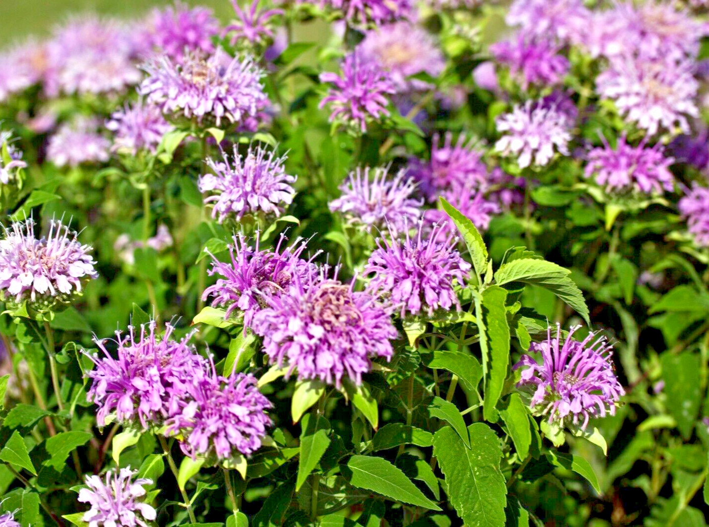 Bee Balm Wild Bergamot | 500 Seeds | Perennial | Non-GMO 500 Seeds US SELLER