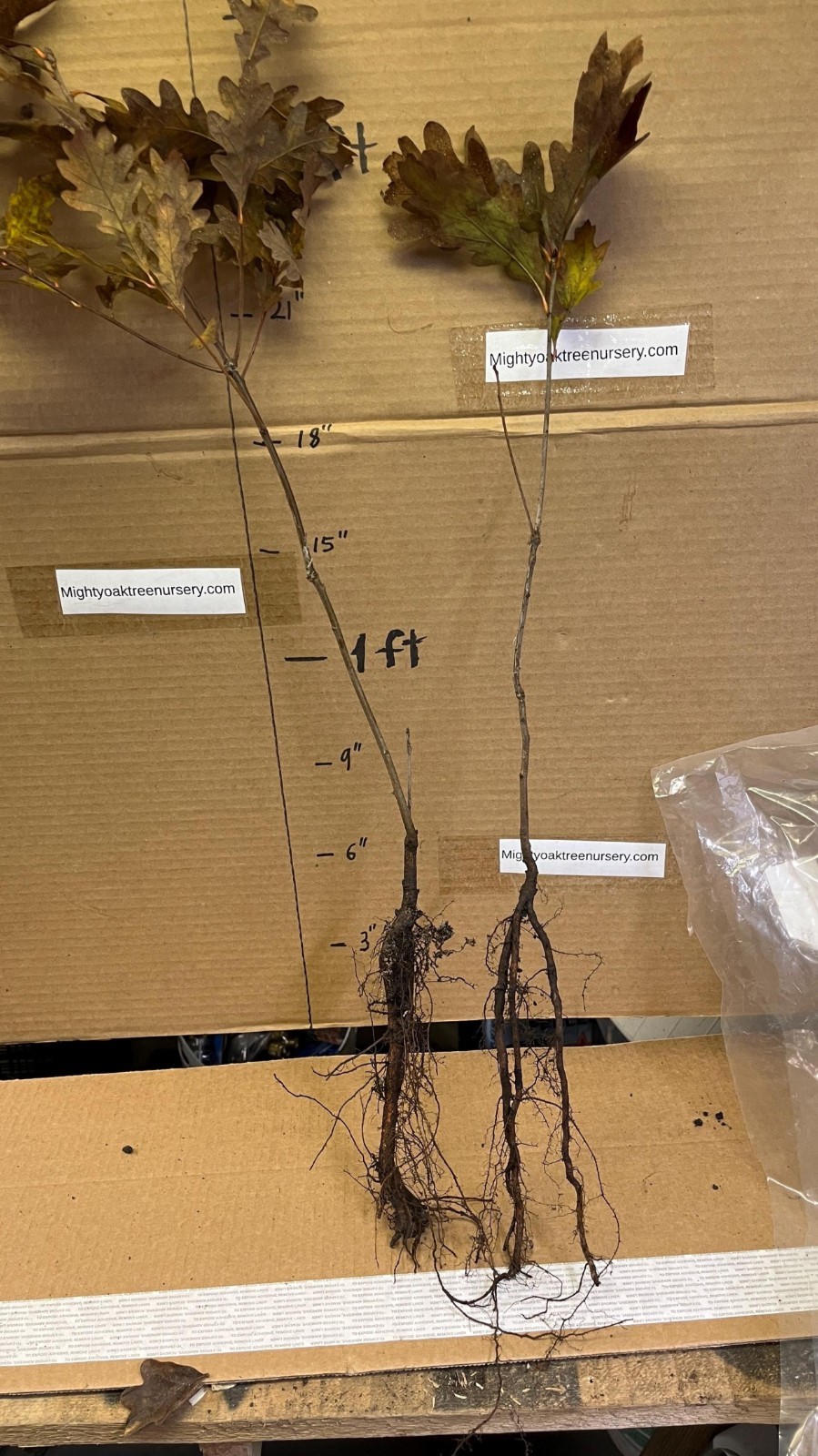 6 Plants Quercus robur Fastigiata , Columnar English Oak, 1 year old