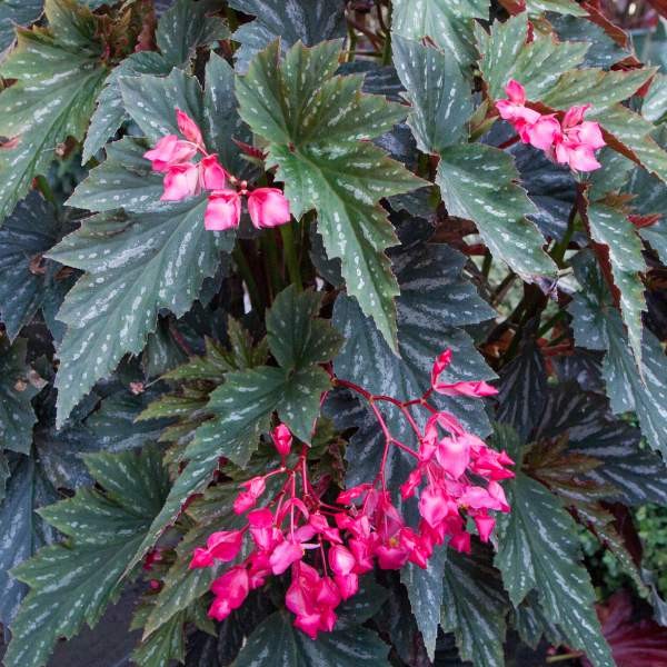 Angel Wing Begonia Assorted Starter Plant Bundle Live House Plants