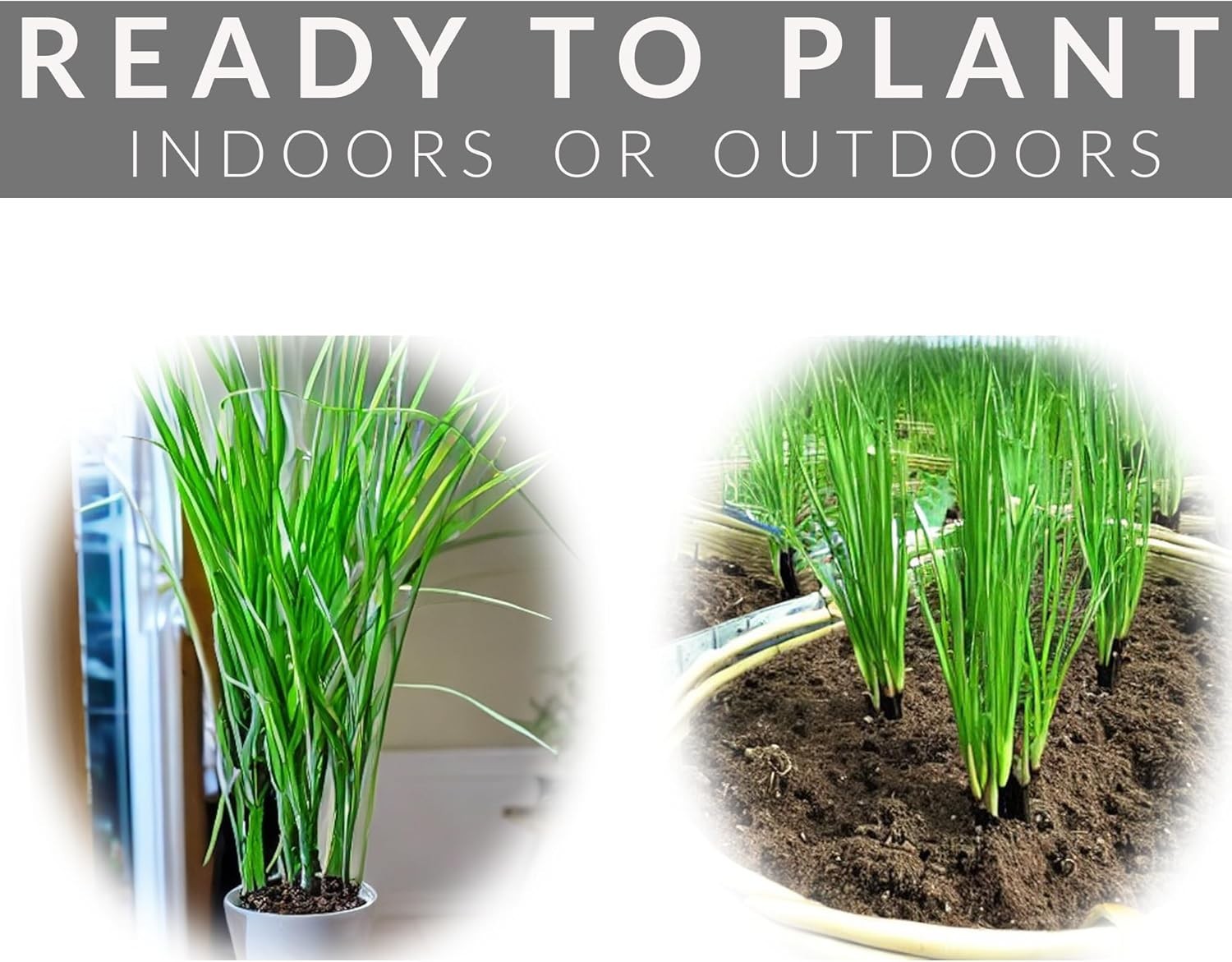 5 Pack Lemongrass Live Plants – 12″ Tall – Natural Mosquito Repellent Stalks