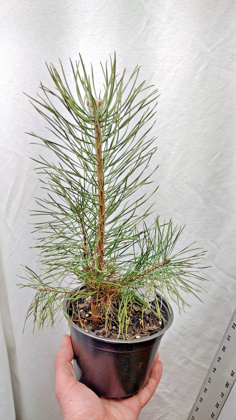 Scotch/Scots Pine in medium nursery pot. Ready forPre Bonsai Landscape Christmas