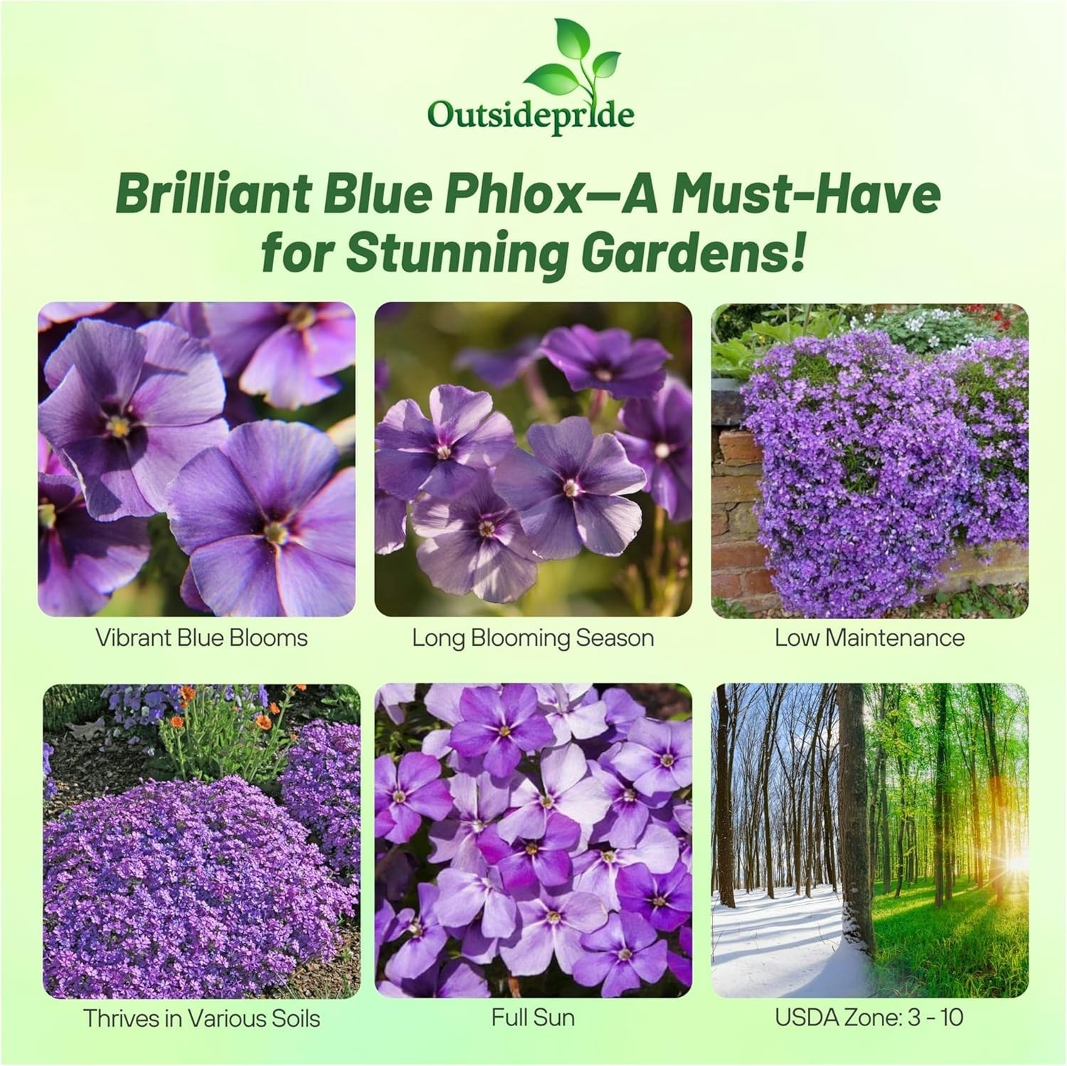 Heirloom Blue Phlox Seeds – 1000 Pcs for Full Sun Gardens & Floral Arrangements