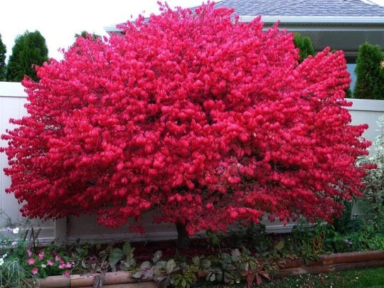 5 Burning Bush Fire Bush Euonymus alatus Live Plants Deer Resistant 6″-10” Tall