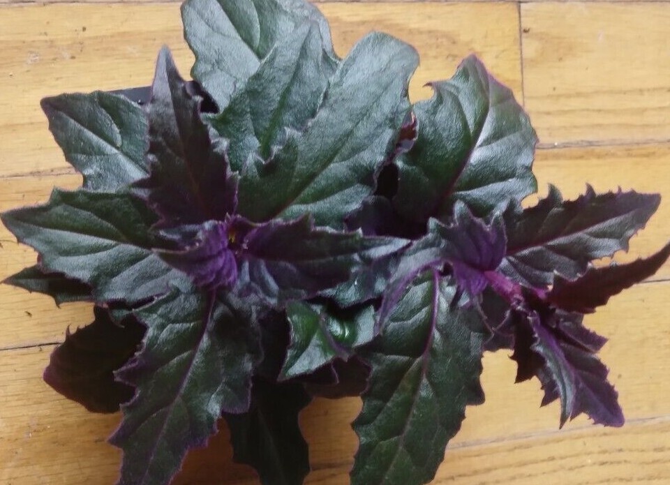 RARE !! Purple Passion plant (Gynura Aurantiaca) purple velvet LIVE plant 4″ POT