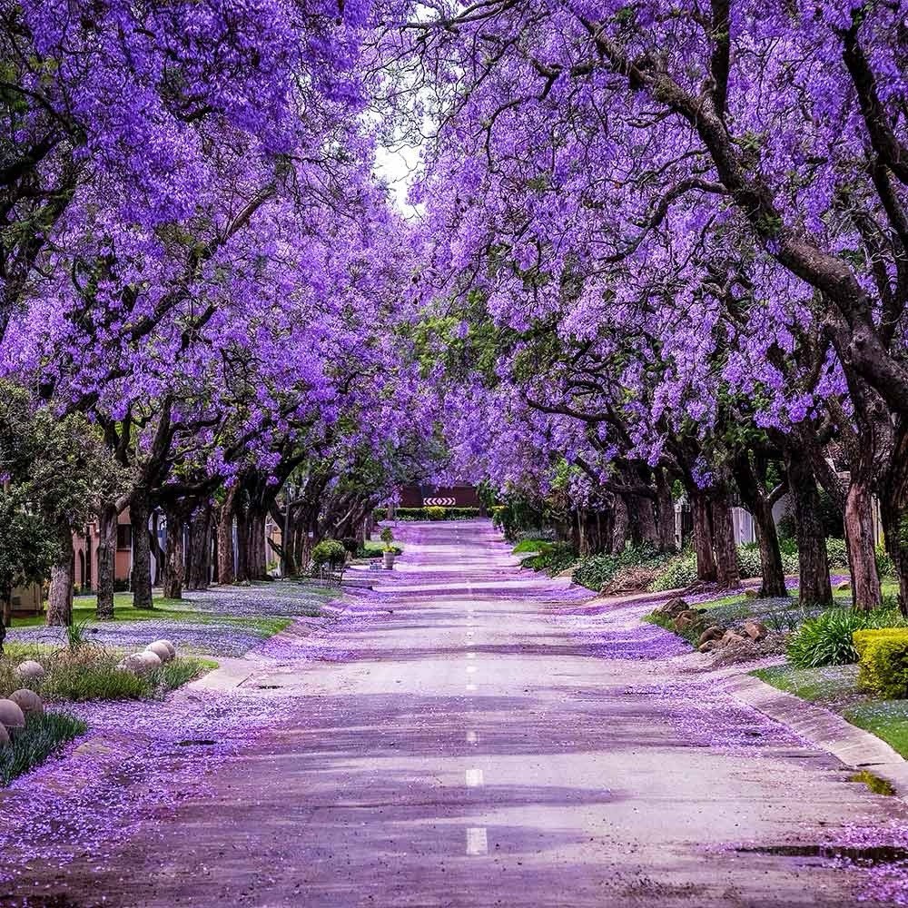 Jacaranda Mimosifolia Live Tree Purple Flowering Brazilian Rosel 2 FT TALL