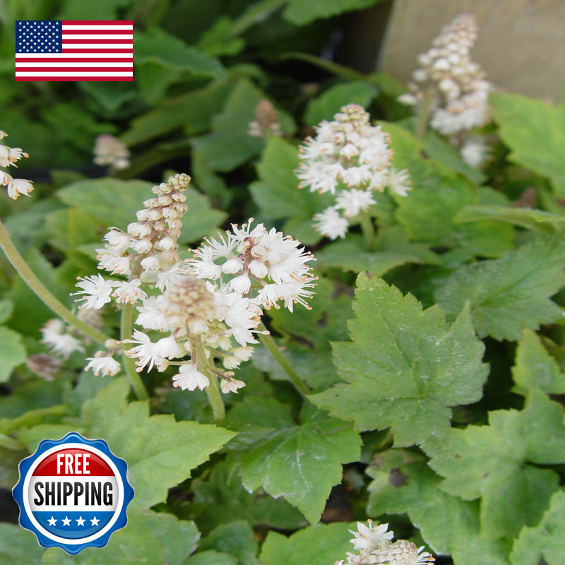 Green Promise Farms Tiarella Cordifolia Foamflower Perennial Green Foliage