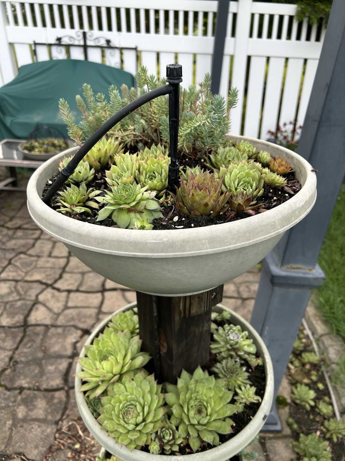 Assorted Sempervivum Live Plants – Rooted 1-3” Each