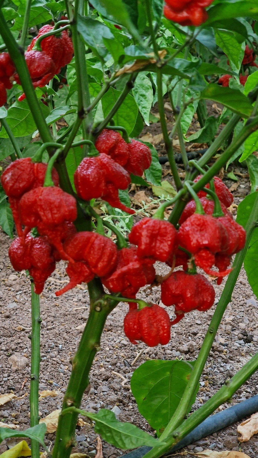 30+ Jumbo Carolina Reaper Trinidad Scorpion Seeds Extremely Hot Very Rare ￼