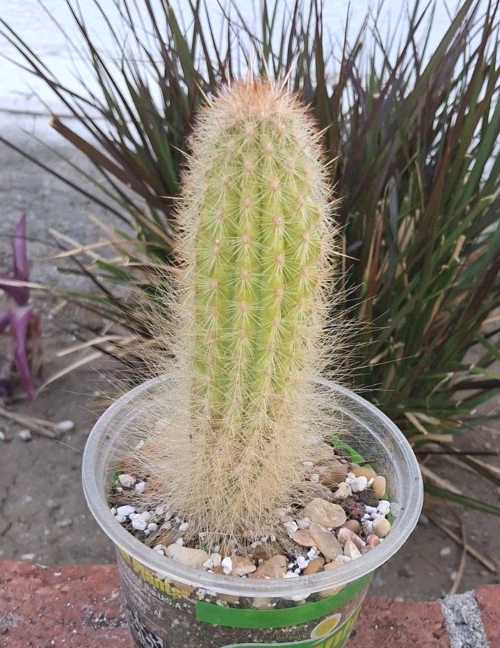 Trixanthocereus Blossfeldiorum Cactus Beautiful Fluff At Base! Red Spines On Top