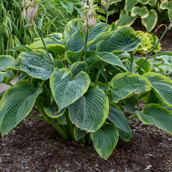 Wu La La Hosta Plants