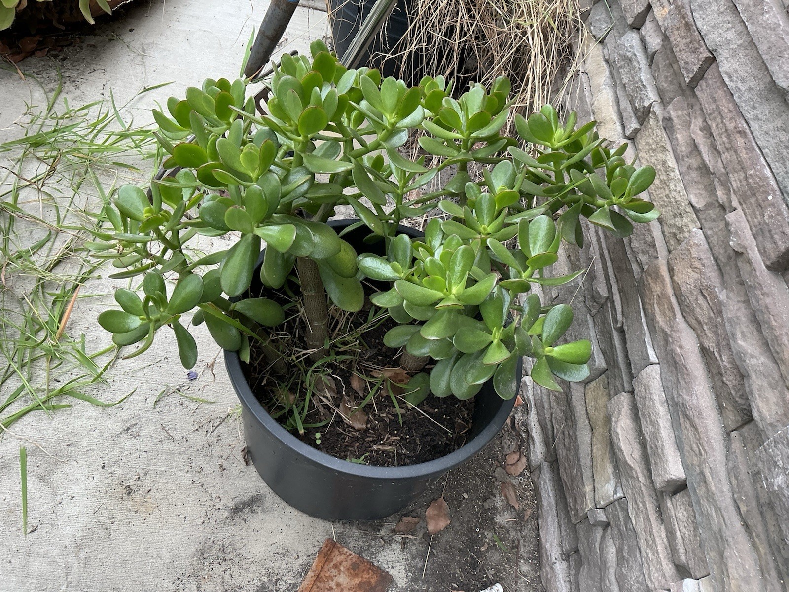Healthy lush green Crassula Ovata Jade Plant cluster, Rooted 17” 16” 12” Roots